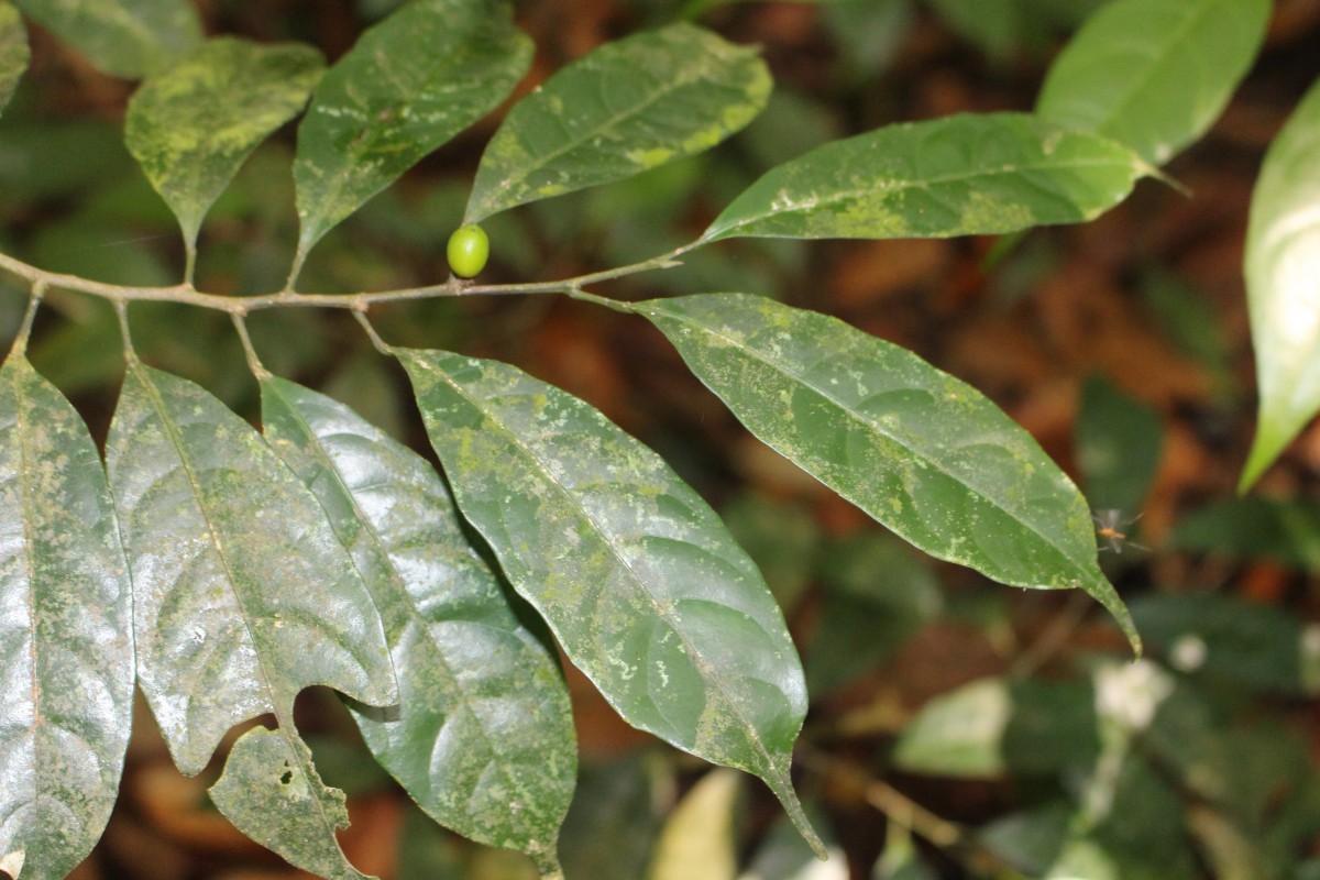 Aporosa lanceolata (Tul.) Thwaites